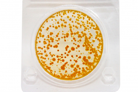 Тест на E.coli и колиформные бактерии